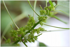 Acalypha ciliata